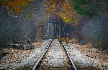 Beautiful fall day with deer crossing railroad tracks in park