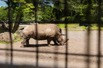 Obraz premium rhino in zoo