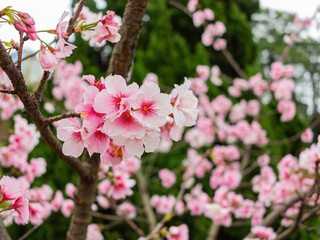 Fototapeta na wymiar Close up shot of the cherry blossom in National Chiang Kai shek Memorial Hall