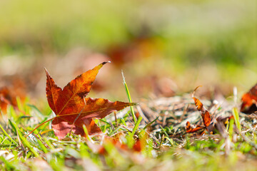 Close up shot of maple in National Chiang Kai shek Memorial Hall