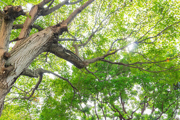 Close up shot of maple in National Chiang Kai shek Memorial Hall