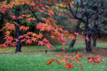 The scenery of the park where autumn rain and maple leaves fall