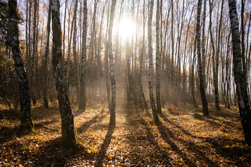 Fototapeta premium forest-lake-autumn-leaves-frost-jaworzno-poland-polska