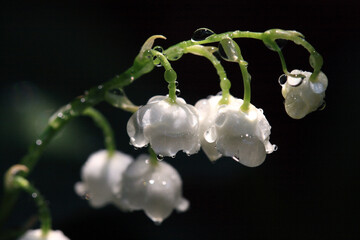 水滴をまとった小花
