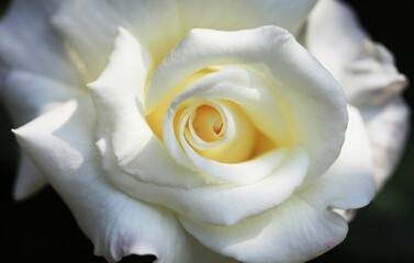 白いバラアップ