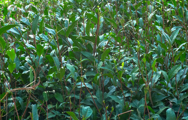 Image of Indian tea plants - shot at Dooars, North of West Bengal, India