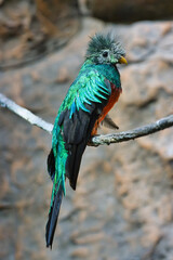 Resplendent quetzal