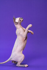 Portrait of Canadian Sphynx Cat of color blue mink and white standing on rear paws and looking up on purple background. Playful female kitten age five months. Side view. Full length. Studio shot.