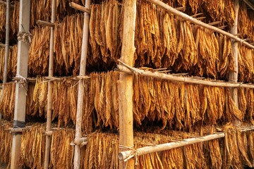 Curing Burley Tobacco Hanging in a Barn.Tobacco leaves drying in the shed.Agriculture Tobacco farmers use tobacco leaves to incubate tobacco leaves naturally in the barn.