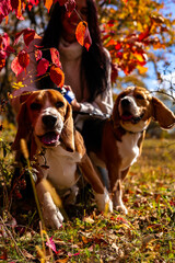 A young beautiful girl walks in the autumn forest with two active beagle dogs.