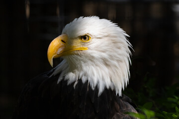 Bald Eagle head side portrait.