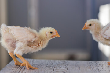 家の中で飼育された可愛いヒヨコの姿