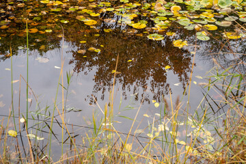 The scenery of the park where autumn rain and maple leaves fall