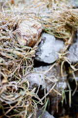 Icy grass. The first frost. Copy space