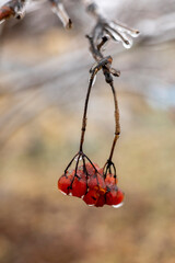 Icy red berries on the background of nature. The first frost in the village.