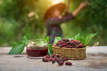 Fresh Mulberry fruit in Cabbage Mulberry leaves and hands pour mulberry juice into a glass, placed...