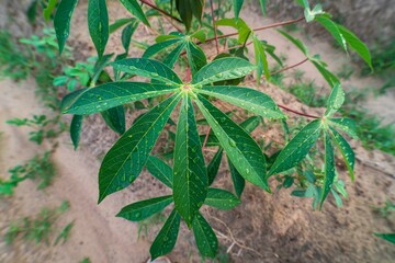Cassava plantation.row of cassava tree in field, tapioca Starch, Row of manioc Sprouts Agricultural industrial cultivation of cassava. Planting young plants by plowing, lifting the drainage ditch.