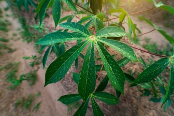 Cassava plantation.row of cassava tree in field, tapioca Starch, Row of manioc Sprouts Agricultural industrial cultivation of cassava. Planting young plants by plowing, lifting the drainage ditch.