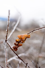 Leaves on the tree are covered with ice. First frosts.