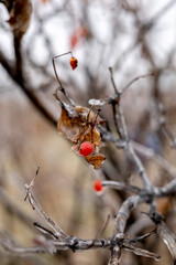 Icy red berries on the background of nature. The first frost in the village.
