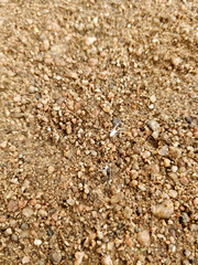 rarely seen white spider