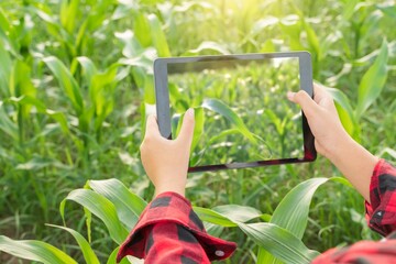 Young female farmer agriculture farm corn plantation check test take photos collect compare data...