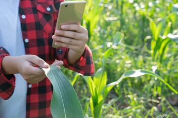 Young female agriculture farm corn plantation check test take photos collect compare data with...