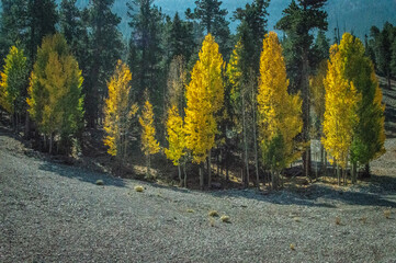 autumn in the forest