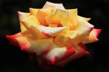 バラ：ダイナスティ