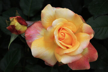 バラ；シュペールバルク