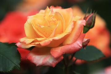 バラ：ダイナスティ