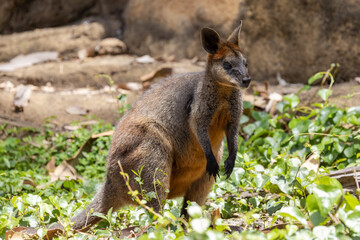 Australian Swamp Wallaby at rest