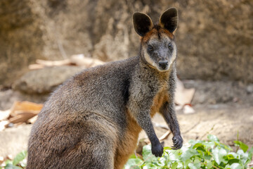 Close up of Australian Swamp Wallaby