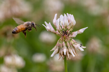 Honey Bee collecting nectar and pollen from a clover flower