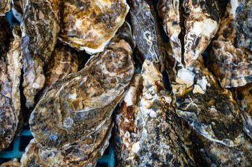 シーフードカレー