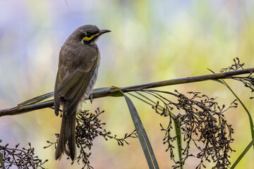 Australian Yellow-faced Honeyeater perched on shrub