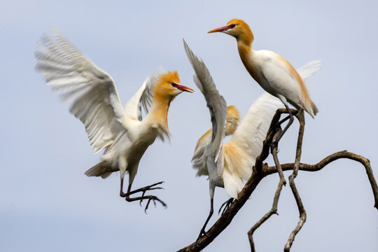Cattle Egrets in breeding colours perched on tree branch