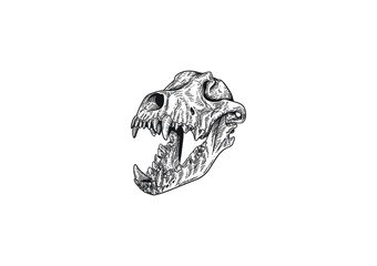 Wolf skull line art illustration