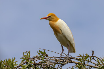 Cattle Egret perched on tree branch