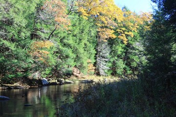 Fototapeta na wymiar Stream in Forest at autumn