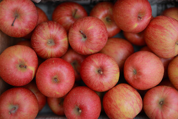 Fototapeta na wymiar たくさんのリンゴ