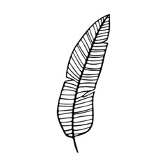 Banana leaf stylized vector illustration. Doodle illustration of decorative tropical foliage. Leaves of palm tree isolated on white background.