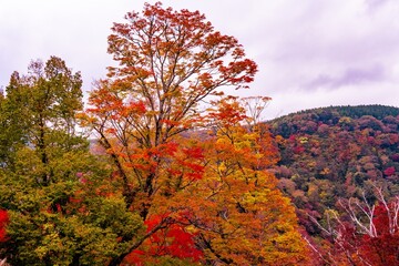 九酔渓の紅葉