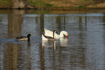 family of swans