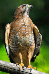 Red-shouldered Hawk sitting on a branch in the forest, Quebec, Canada