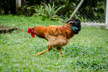 GALLO EN EL CAMPO
