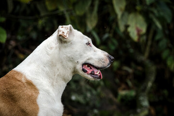 PERRO DE PERFIL