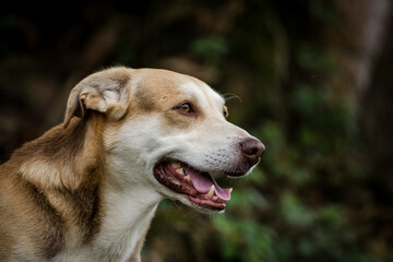 PERRO DE PERFIL EN EL CAMPO