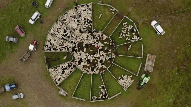 Hyperlapse drone shot above Rettir a Sheep Roundup in Iceland - top down, aerial view