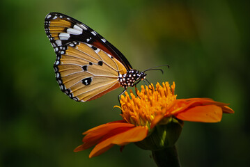 Fototapeta na wymiar Sweet butterfly
